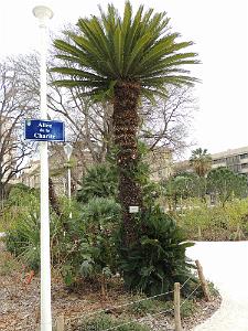 43 Cycas du Japon